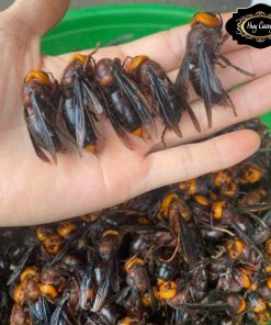 Ong đất ngâm rượu, ong bắp cày khai thác rừng tự nhiên Tây Bắc giúp tăng cường sinh lực