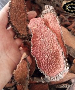 Củ nhục thung dung rừng, ngũ gia bì gai sấy khô (500g, 1kg) ngâm rượu chữa đau lưng, đau nhức xương khớp