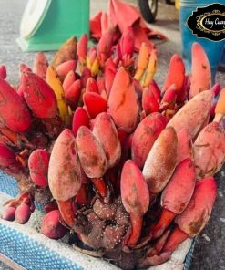 Nấm ngọc cẩu tươi rừng Tây Bắc ngâm rượu (1kg) làm sạch, ướp rượu, hút chân không giúp bổ thận tráng dương