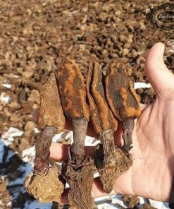 Nấm ngọc cẩu khô ngâm rượu loại 1 sạch, thơm (500g, 1kg) phơi sấy từ nấm ngọc cẩu tươi Tây Bắc giúp bổ thận tráng dương