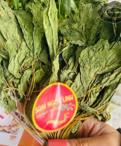 Trà lá sâm Ngọc Linh khô thượng hạng (lọ 100g), sấy lạnh từ lá sâm Ngọc Linh tươi giúp bồi bổ cơ thể, chống oxy hoá