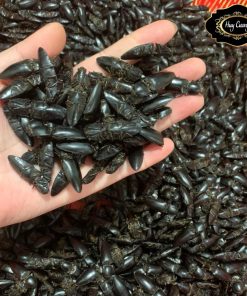 Con bổ củi rừng Tây Bắc sấy khô sao vàng (10, 20, 50 con tặng dâm dương hoắc, kỷ tử đỏ) ngâm rượu