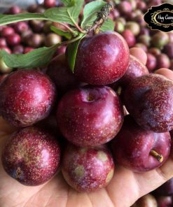 Mận máu Lai Châu ngâm rượu (1kg). Đặc sản mận máu chó, mận tả van ngâm rượu, làm siro