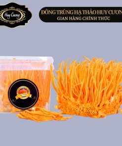 Nấm Đông trùng hạ thảo tươi, sinh khối tươi Huy Cương thượng hạng, Đông trùng hạ thảo tươi nguyên đế