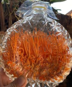 Nấm Đông trùng hạ thảo tươi nguyên khối Huy Cương cấy trực tiếp chai XO thể tích 500ml ngâm rượu, ngâm mật ong