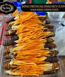 Đông trùng hạ thảo nguyên con nhộng sâu tằm sấy khô thăng hoa Huy Cương Nấm đông trùng hạ thảo pha trà ngâm rượu mật ong