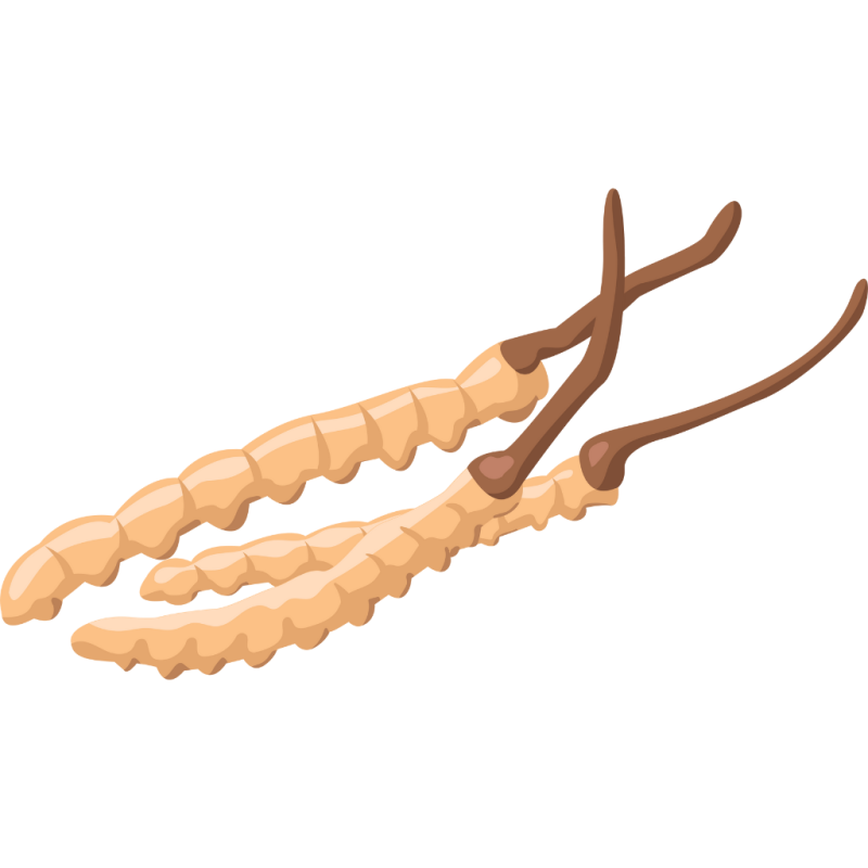 Đông trùng hạ thảo hữu cơ, sấy khô thăng hoa